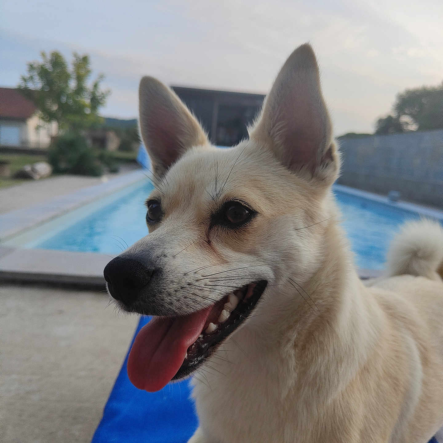 Yumi a rejoint le concours — aidez-le/la à gagner de superbes lots ! animal, blue_towel, canine, concrete, daylight, dog, domestic_animal, ears_up, fur, happy, nature, outdoor, pet, pool, relaxing, side_view, smiling, tongue_out, tree, water