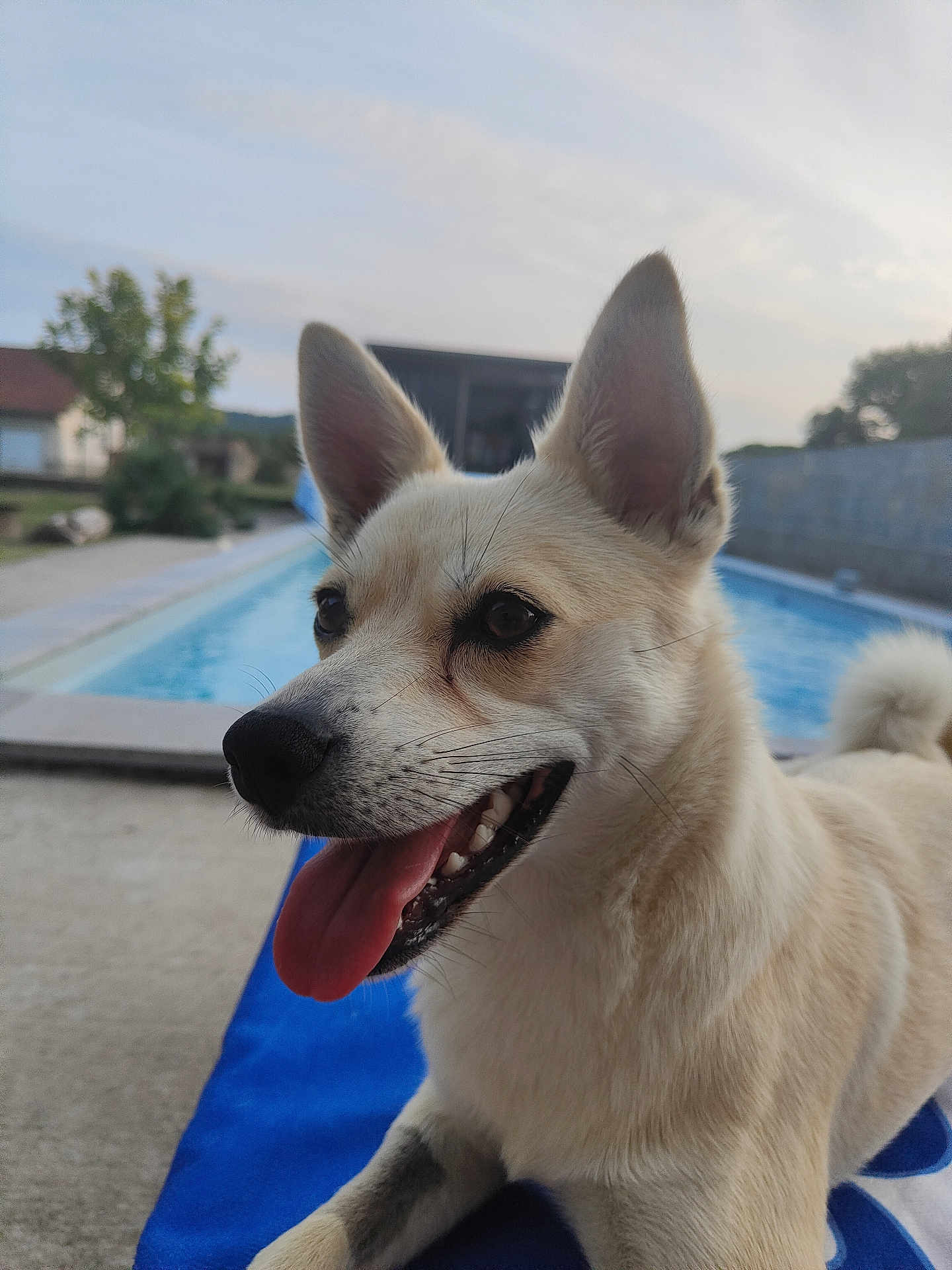 Yumi a rejoint le concours — aidez-le/la à gagner de superbes lots ! dog, animal, pet, canine, outdoor, pool, water, blue_towel, tongue_out, ears_up, happy, fur, side_view, daylight, nature, tree, concrete, relaxing, smiling, domestic_animal
