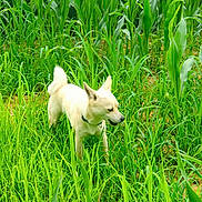 Yumi participe au concours pour gagner de l'argent avec cette photo : dog, white_dog, grass, greenery, field, nature, outdoor, plants, canine, animal, pet, collar, fur, alert, sniffing, tail, daylight, vegetation, environment, summer