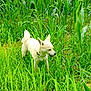 dog, white_dog, grass, greenery, field, nature, outdoor, plants, canine, animal, pet, collar, fur, alert, sniffing, tail, daylight, vegetation, environment, summer