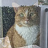 cat, ginger_cat, white_chest, pet, animal, feline, portrait, close_up, face, green_eyes, whiskers, fur, indoors, window, glass, cityscape, balcony, cushion, seashell_pattern, serious_expression