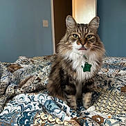 Chloe is registered to the contest to win money with this photo: animal, bed, cat, collar, cute, feline, fluffy, fur, green_tag, home, indoor, license_tag, patterned, pet, portrait, quilt, relaxed, tabby, tongue_out, whiskers