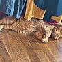 animal, cat, clothes, cozy, curled_paws, domestic, flooring, fur, ginger_cat, hanging_clothes, indoor, natural_light, paws, peaceful, pet, relaxed, resting, sleeping, whiskers, wooden_floor