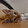 animal_companionship, cat, chair_leg, closeup, cute, domestic_animal, floor, fur, indoor, interaction, kitten, orange_cat, paw, pet, playful, resting, whiskers, white_cat, wooden_floor, young_animal