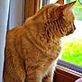 cat, orange_tabby, windowsill, indoor, pet, feline, fur, looking_out, natural_light, curtain, wooden_frame, quiet, cozy, animal, domestic_cat, whiskers, ears, sitting, side_view, window