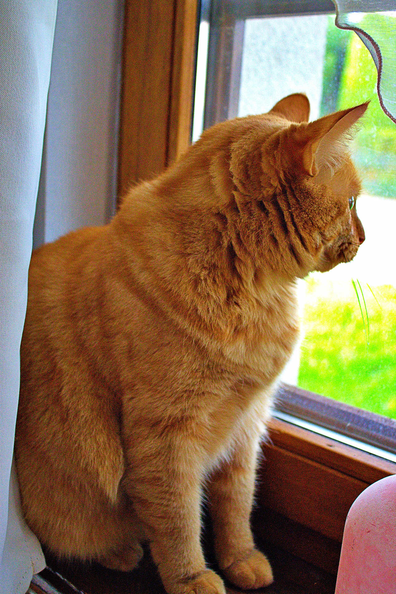 Tigrou