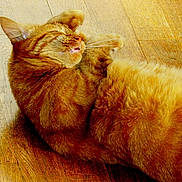 Tigrou a rejoint le concours — aidez-le/la à gagner de superbes lots ! cat, orange_tabby, sleeping, curled_up, fur, whiskers, wooden_floor, pet, domestic_cat, relaxation, close_up, mammal, indoor, cute, feline, animal, peaceful, resting, cozy, soft