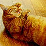 cat, orange_tabby, sleeping, curled_up, fur, whiskers, wooden_floor, pet, domestic_cat, relaxation, close_up, mammal, indoor, cute, feline, animal, peaceful, resting, cozy, soft