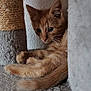 Tigrou a rejoint le concours — aidez-le/la à gagner de superbes lots ! kitten, cat, ginger, fur, ears, whiskers, carpet, cat_tree, indoor, pet, cute, animal, resting, feline, young, paws, cozy, curious, soft, closeup