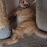 Tigrou a rejoint le concours — aidez-le/la à gagner de superbes lots ! kitten, cat, ginger_cat, pet, feline, cute, animal, indoor, cat_tree, climbing_post, fur, whiskers, ears, curious, resting, playful, young_cat, soft_texture, cozy, stretching