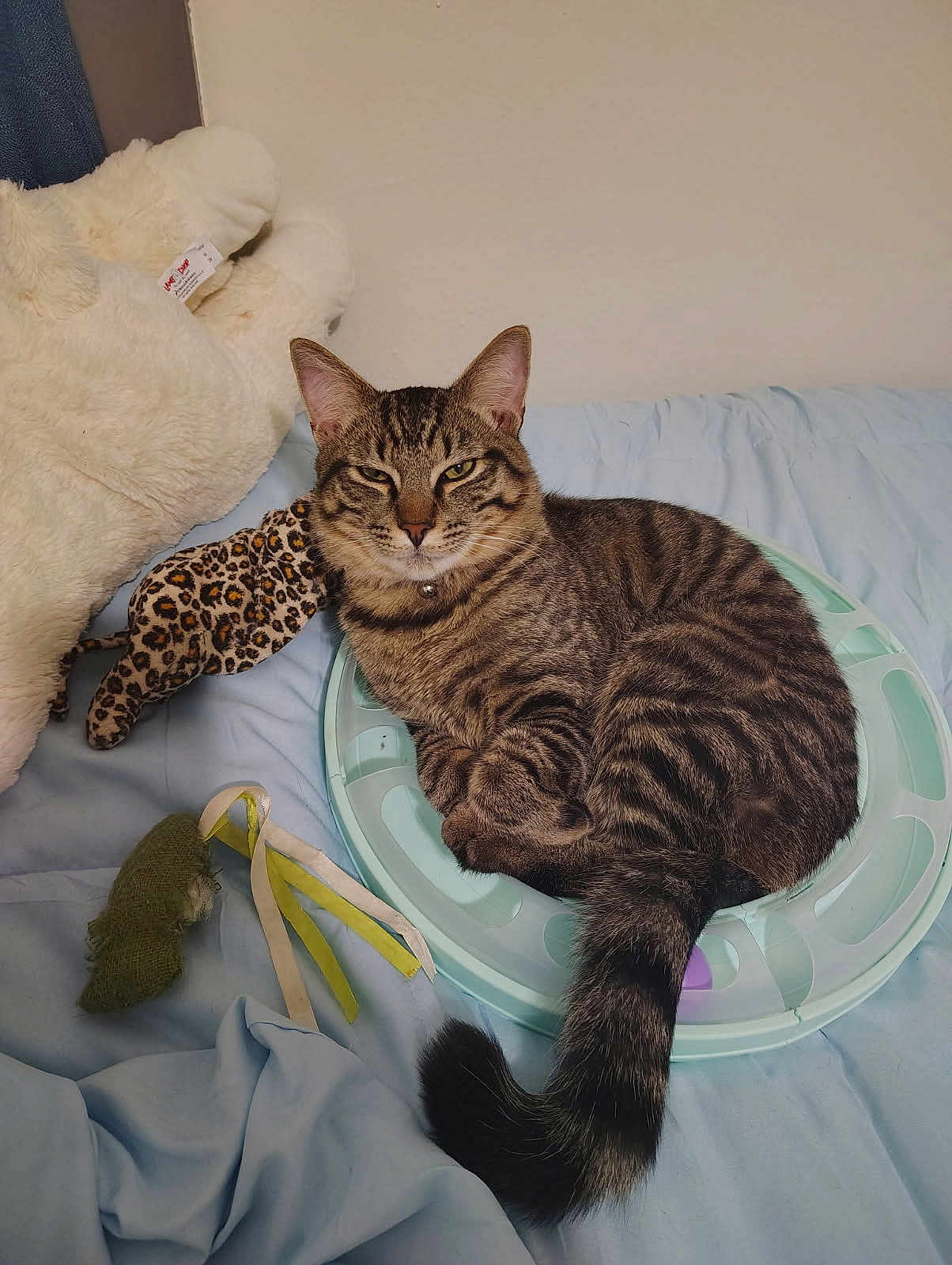 Nimbus joined the competition — help win amazing prizes! cat, tabby_cat, pet, toy, bed, plush_toy, fabric_toy, striped_fur, animal, indoor, relaxed, feline, tail, ears, whiskers, collar, sleepy, comfort, light_blue, neutral_background