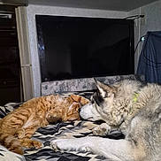 Raven is registered to the contest to win money with this photo: animal, bed, blanket, cat, close_up, companion, cozy, cute, dog, domestic, fur, furry, ginger_cat, husky, indoor, living_room, pet, relaxed, resting, television