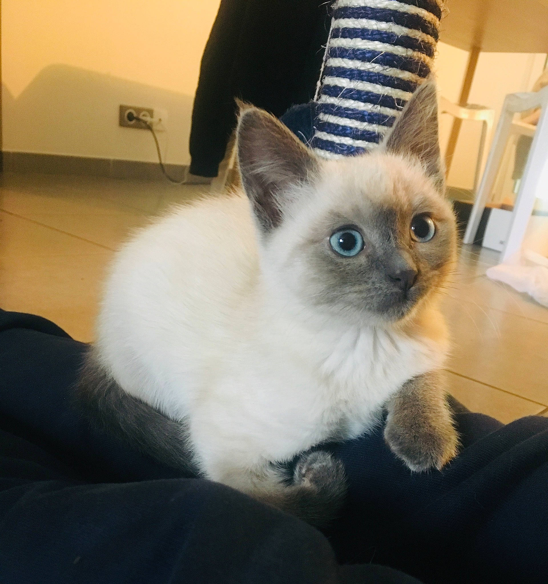 Pistache participe au concours pour gagner de l'argent avec cette photo : balinese, birman, carnivore, cat, colorpoint_shorthair, ear, eye, felidae, head, himalayan, iris, kitten, mammal, ragdoll, siamese, small_to_medium_sized_cats, thai, tonkinese, vertebrate, whiskers