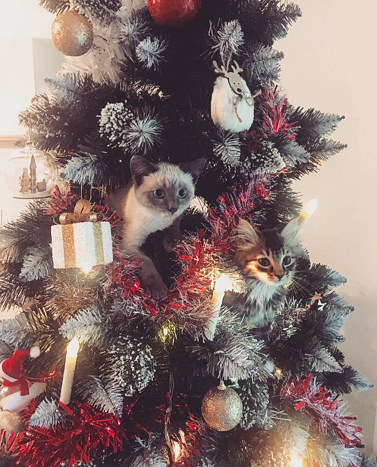 Pistache a rejoint le concours — aidez-le/la à gagner de superbes lots ! branch, christmas, christmas_decoration, christmas_eve, christmas_ornament, christmas_tree, colorado_spruce, conifer, event, fir, fur, holiday, interior_design, ornament, pine, pine_family, plant, spruce, tree, woody_plant