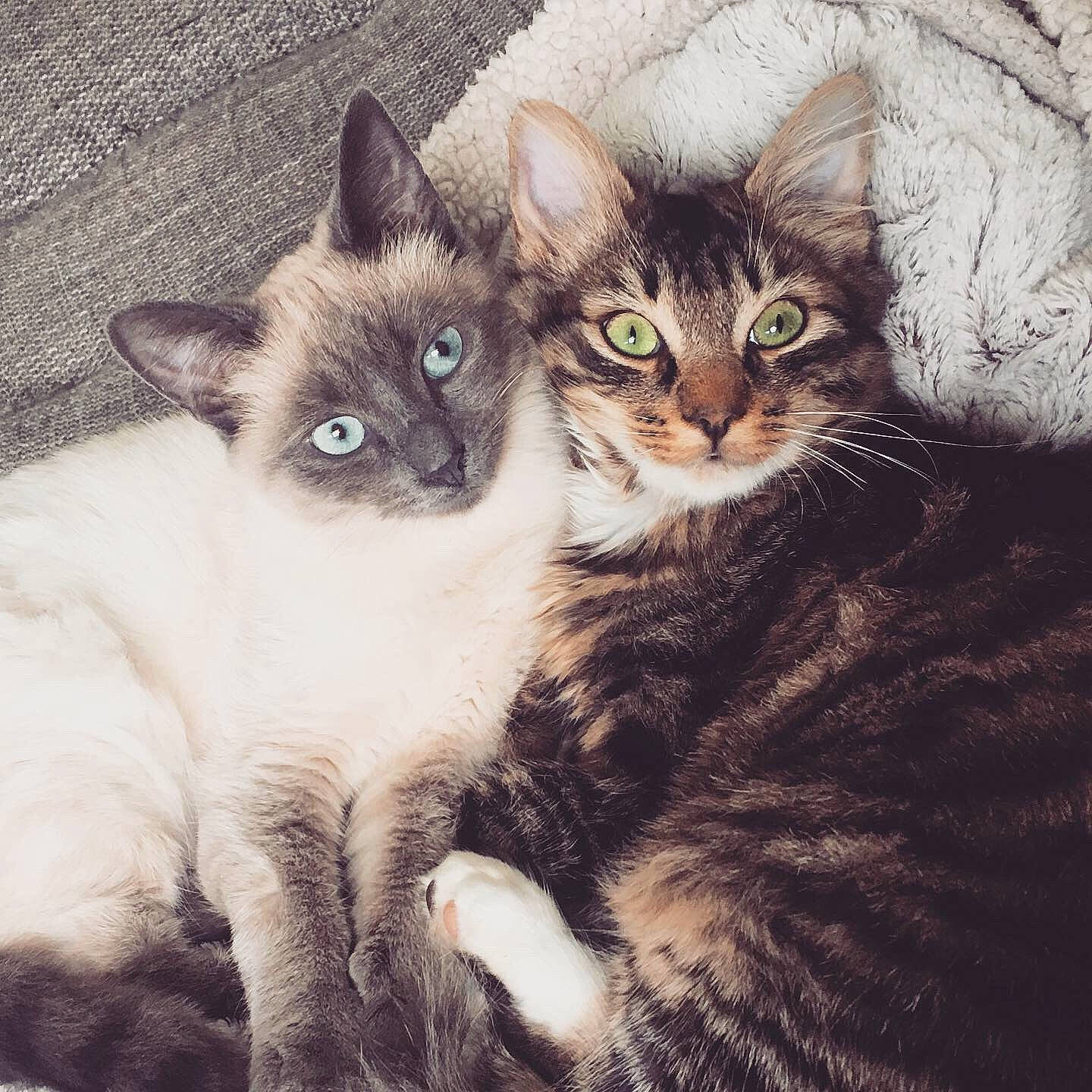 Roberto participe au concours pour gagner de l'argent avec cette photo : aegean_cat, american_wirehair, asian, carnivore, cat, domestic_short_haired_cat, ear, european_shorthair, eye, felidae, fur, german_rex, kitten, mammal, ojos_azules, small_to_medium_sized_cats, tabby_cat, vertebrate, whiskers