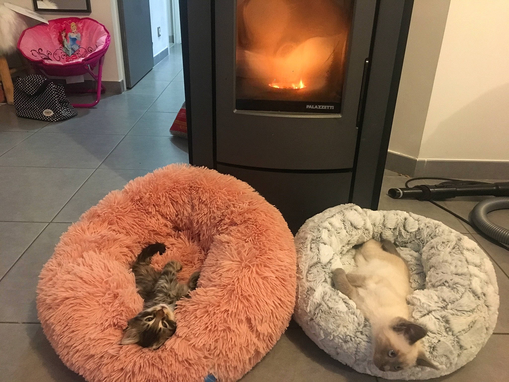 Roberto participe au concours pour gagner de l'argent avec cette photo : canidae, comfort, fur, furniture, interior_design, living_room, room, table