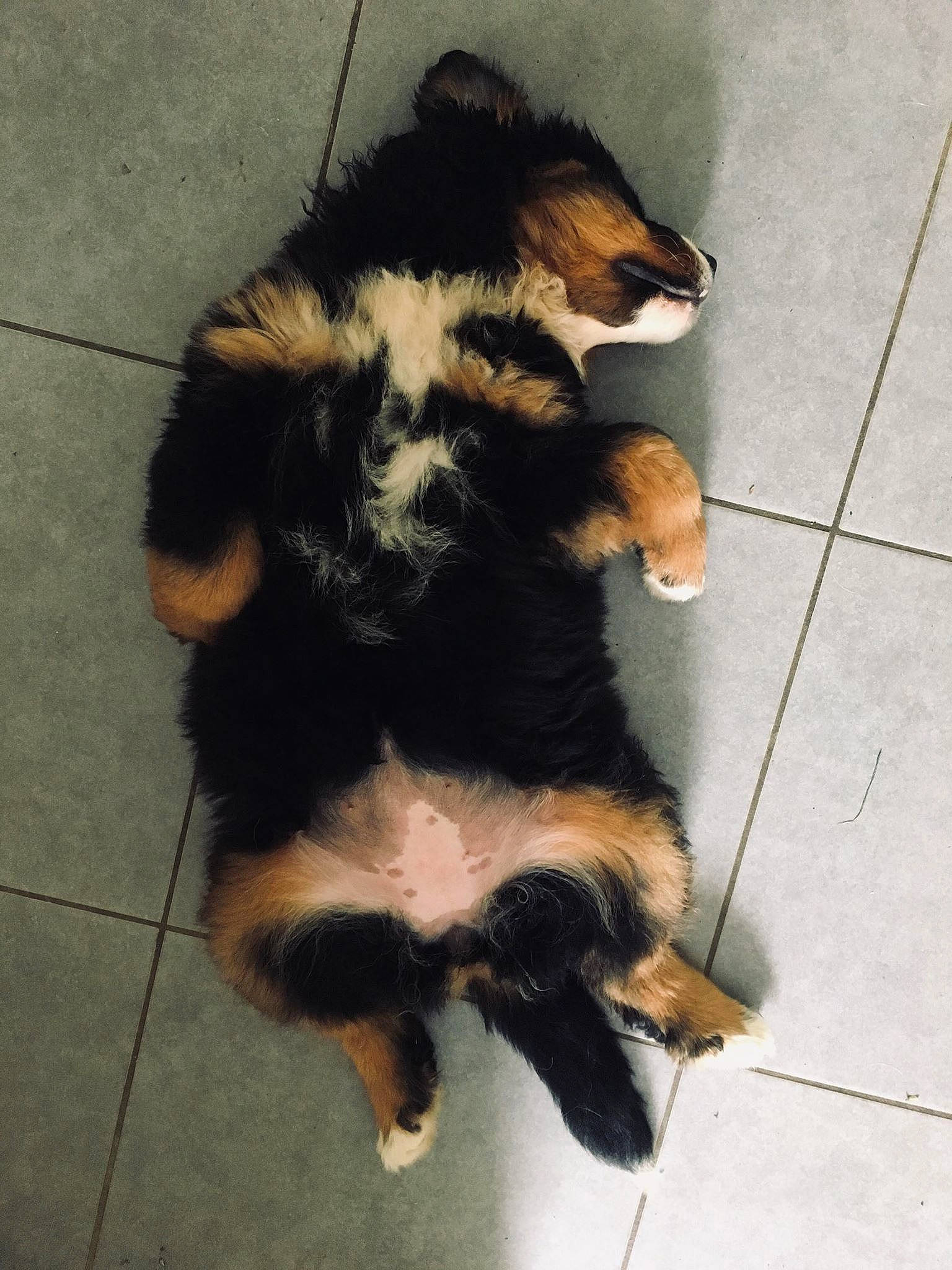 Rosie a rejoint le concours — aidez-le/la à gagner de superbes lots ! bernese_mountain_dog, canidae, carnivore, dog, dog_breed, mammal, puppy, tail, vertebrate