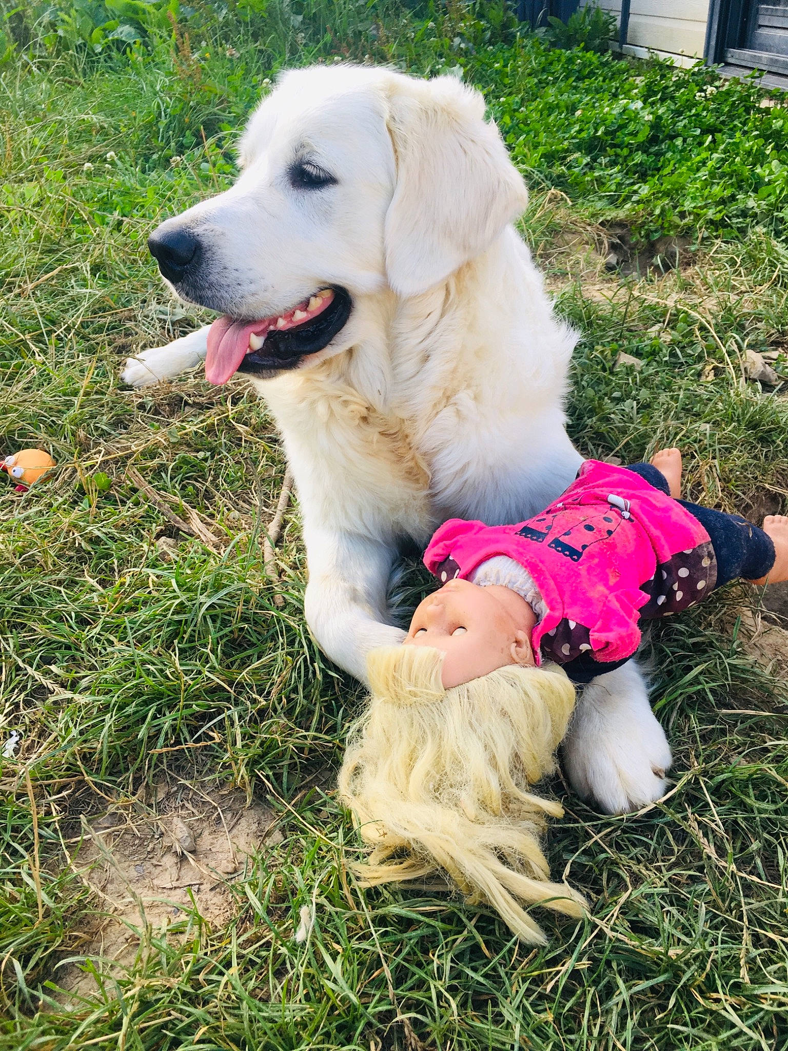 Patch a rejoint le concours — aidez-le/la à gagner de superbes lots ! akbash_dog, canidae, carnivore, companion_dog, dog, dog_breed, golden_retriever, grass, kuvasz, labrador_retriever, livestock_guardian_dog, mammal, maremma_sheepdog, mucuchies, polish_tatra_sheepdog, puppy, retriever, slovak_cuvac, sporting_group, vertebrate