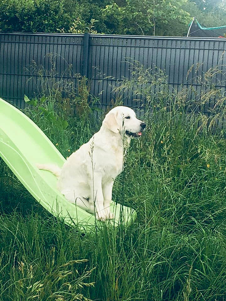Patch participe au concours pour gagner de l'argent avec cette photo : akbash_dog, canidae, carnivore, companion_dog, dog, dog_breed, fence, golden_retriever, grass, grass_family, labrador_retriever, livestock_guardian_dog, mammal, maremma_sheepdog, polish_tatra_sheepdog, retriever, slovak_cuvac, sporting_group, tree, vertebrate