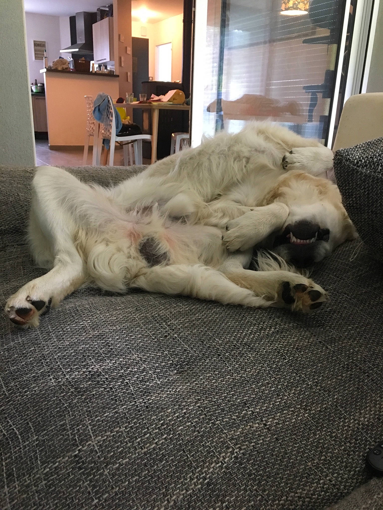 Patch a rejoint le concours — aidez-le/la à gagner de superbes lots ! canidae, carnivore, cat, companion_dog, dog, dog_breed, fur, retriever, sporting_group