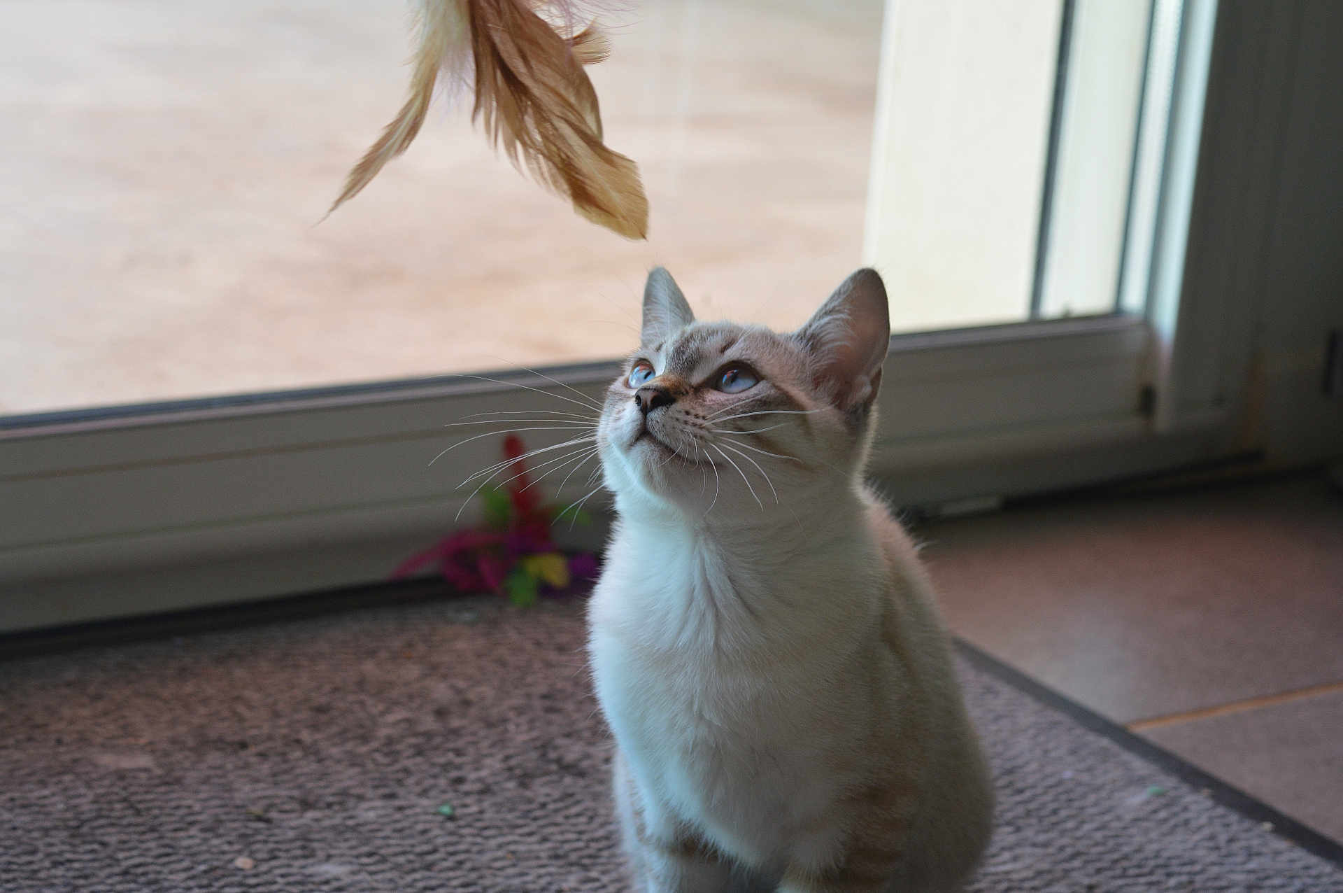 Milky participe au concours pour gagner de l'argent avec cette photo : cat, blue_eyes, feather_toy, indoor, curious, pet, feline, window, mat, playful, whiskers, ears, looking_up, domestic_cat, animal, floor, light, shadow, home, toy