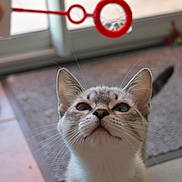 Milky a rejoint le concours — aidez-le/la à gagner de superbes lots ! cat, bubble_wand, indoor, curious, pet, floor, mat, whiskers, ears, face, animal, tile, playful, domestic, closeup, young_cat, looking_up, feline, household, focus