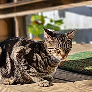 Nala is registered to the contest to win money with this photo: animal, cat, closeup, daylight, feline, fur, mammal, nature, outdoor, peaceful, pet, quiet, relaxed, shadow, sitting, striped_fur, sunlight, tabby, whiskers, wooden_deck