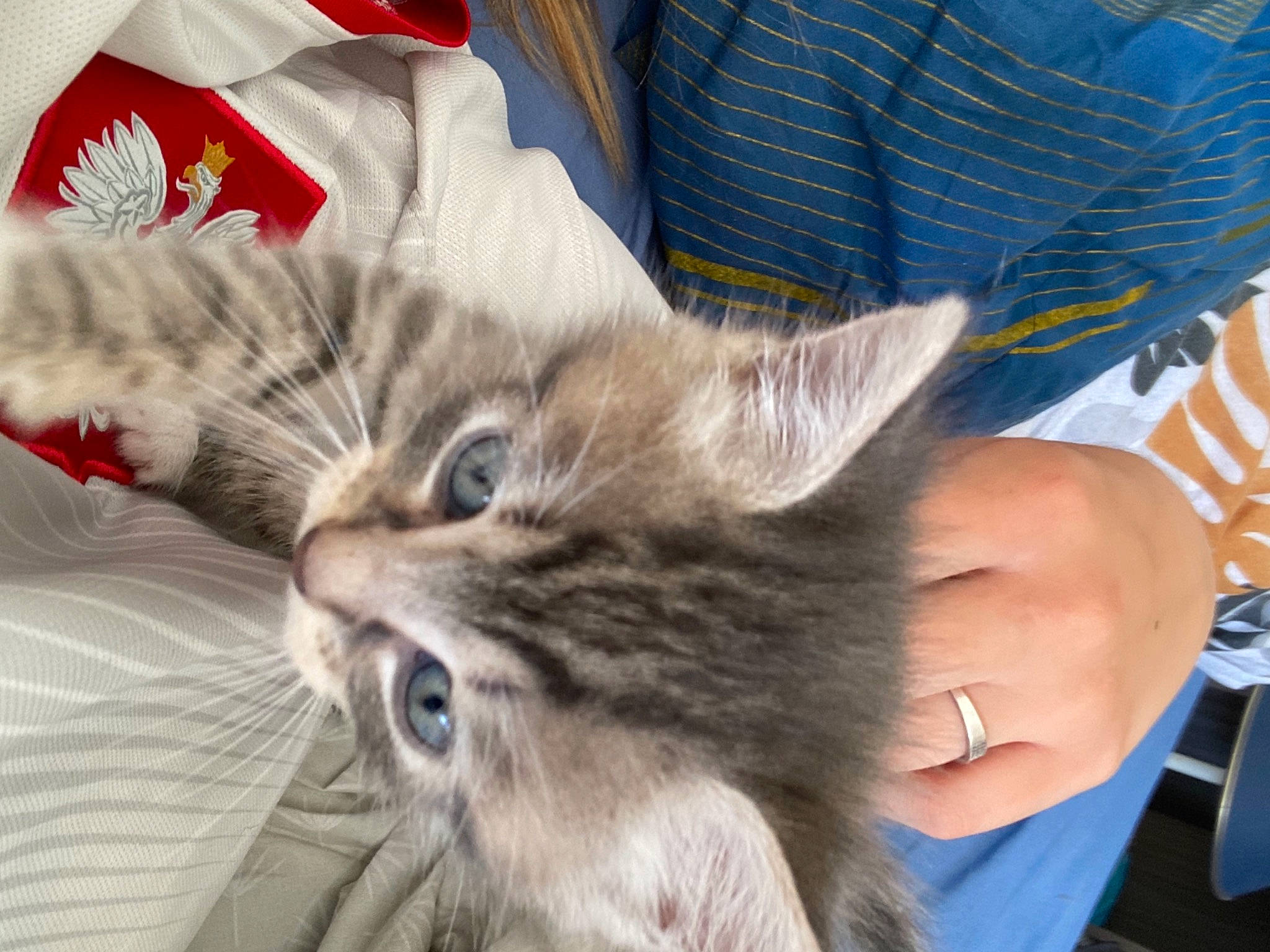 Nalah a rejoint le concours — aidez-le/la à gagner de superbes lots ! blue, british_longhair, carnivore, cat, claw, comfort, domestic_short_haired_cat, fawn, felidae, fur, gesture, lap, maine_coon, nap, paw, small_to_medium_sized_cats, snout, tail, terrestrial_animal, whiskers