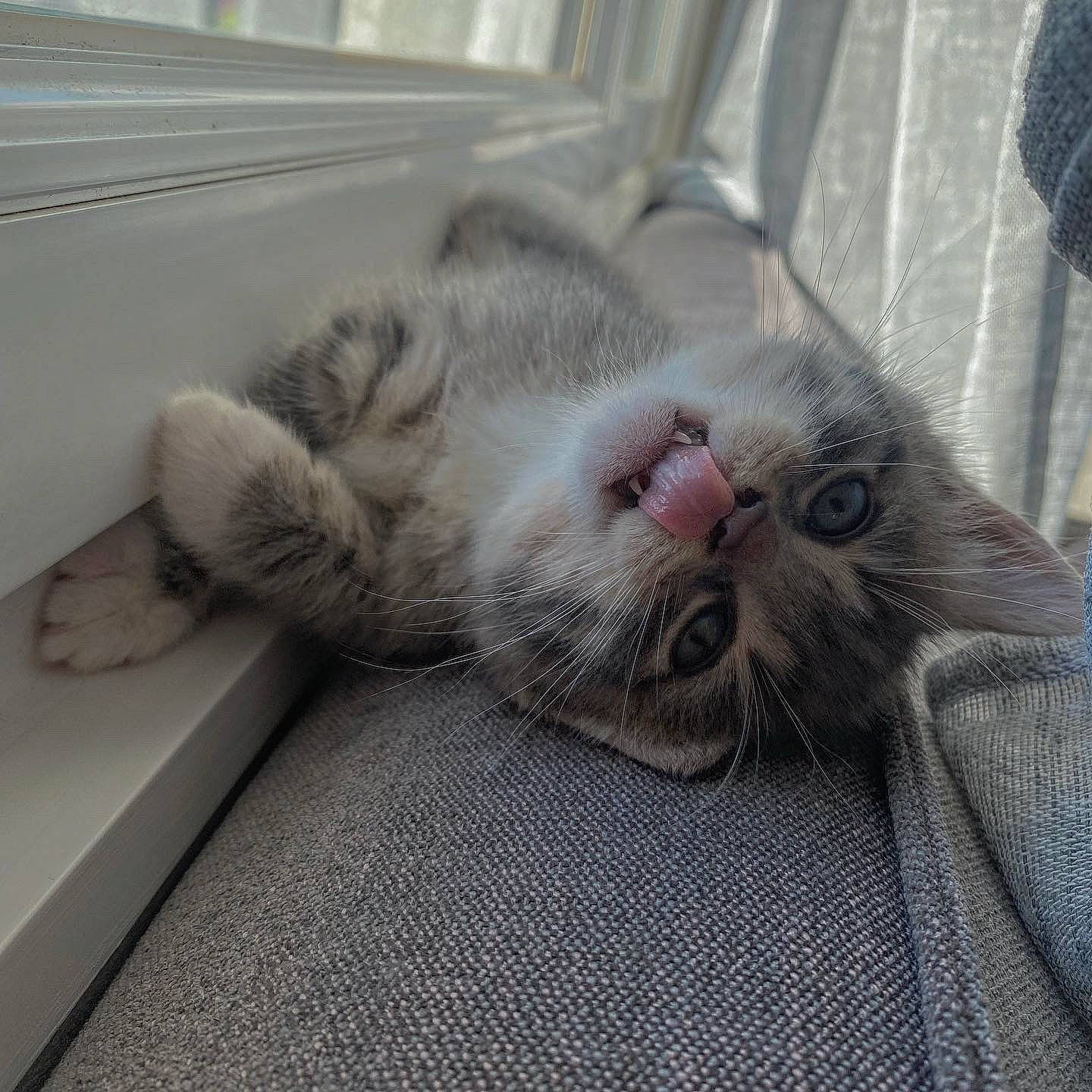 Nalah participe au concours pour gagner de l'argent avec cette photo : carnivore, cat, claw, comfort, curtain, domestic_short_haired_cat, eye, felidae, fur, grey, nap, paw, sleep, small_to_medium_sized_cats, snout, whiskers