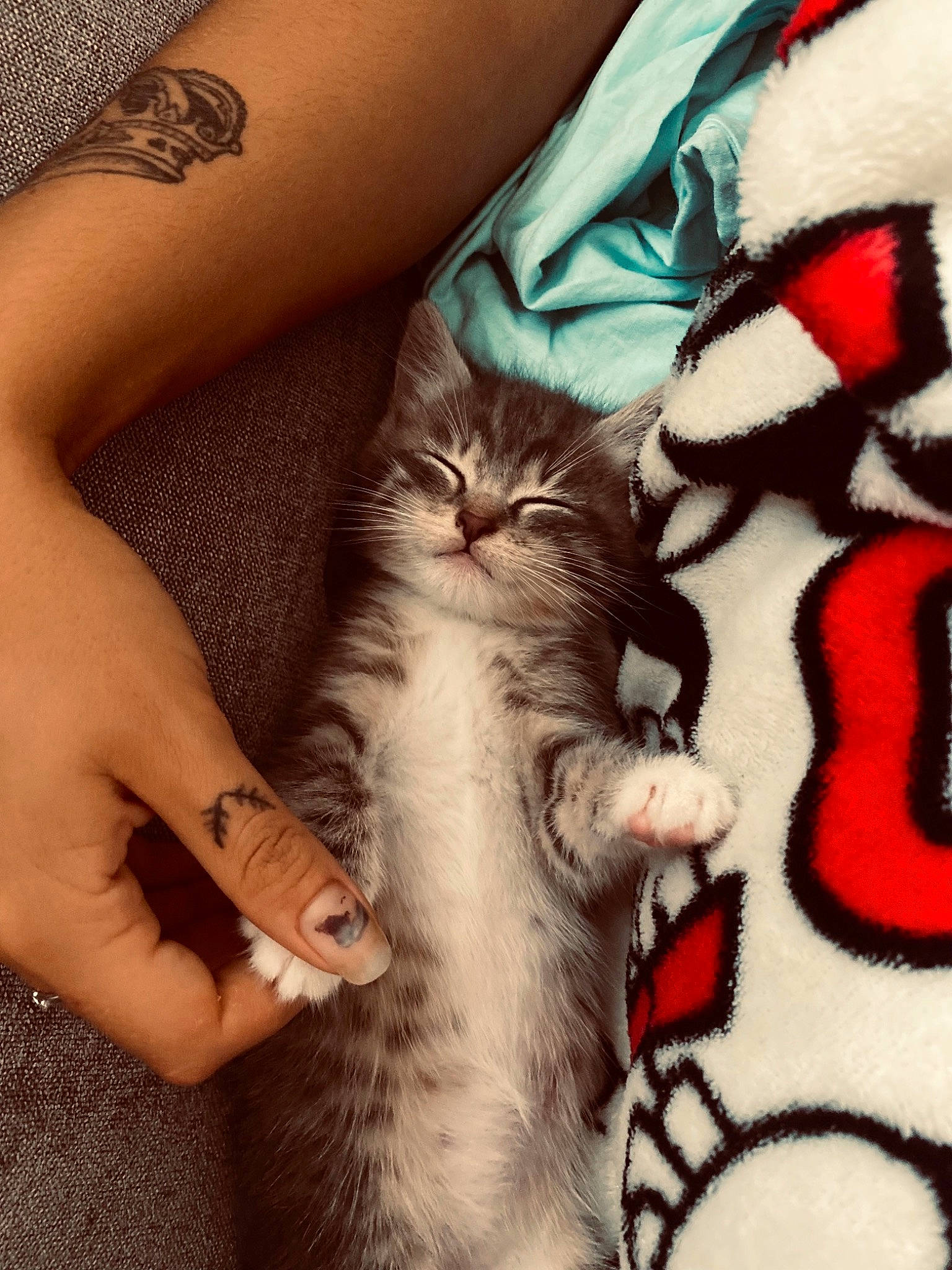 Nalah a rejoint le concours — aidez-le/la à gagner de superbes lots ! carnivore, cat, comfort, domestic_short_haired_cat, fawn, felidae, finger, fur, gesture, human_leg, lap, leg, nail, pattern, paw, small_to_medium_sized_cats, tail, thigh, whiskers, wrist