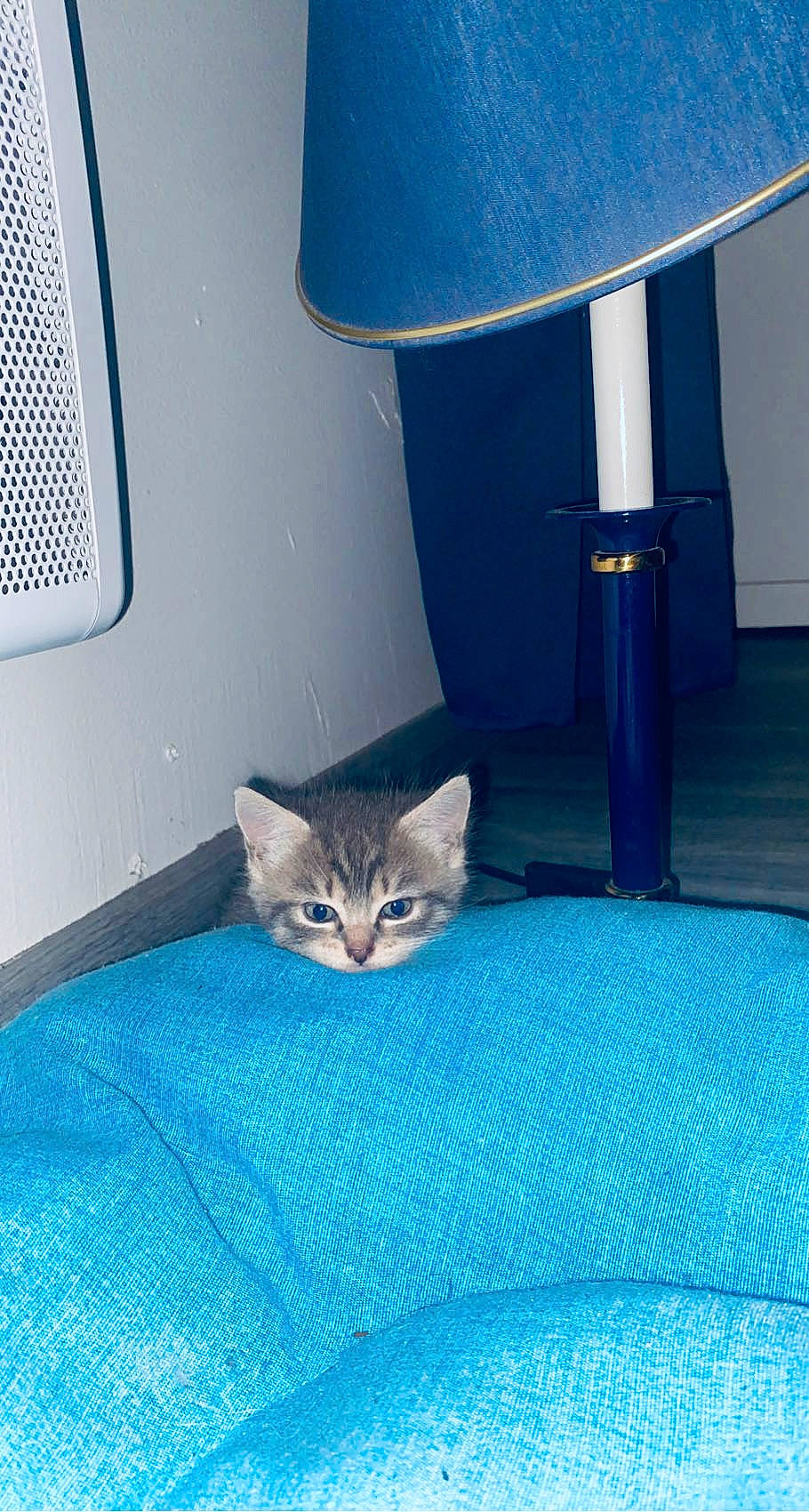 Nalah participe au concours pour gagner de l'argent avec cette photo : automotive_exterior, automotive_lighting, azure, blue, carnivore, cat, chair, comfort, domestic_short_haired_cat, electric_blue, felidae, floor, flooring, linens, room, small_to_medium_sized_cats, tail, vehicle_door, whiskers, wood