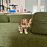 kitten, cat, green_couch, indoor, curious, toy, scooter, shelf, furniture, pet, young_animal, striped_fur, white_paws, cozy, home, small, exploring, cute, domestic_animal, curiosity