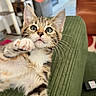 Bluey a rejoint le concours — aidez-le/la à gagner de superbes lots ! kitten, cat, paw, green_couch, indoor, curious, whiskers, furniture, home, living_room, closeup, pet, tabby, striped, cute, playful, young, feline, relaxed, domestic