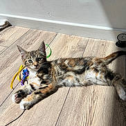 Bluey a rejoint le concours — aidez-le/la à gagner de superbes lots ! kitten, cat, animal, pet, indoor, wooden_floor, sunlight, ribbons, playful, fur, striped, tabby, whiskers, paws, relaxed, young, cute, domestic, curious, lying_down