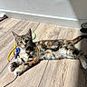 kitten, cat, animal, pet, indoor, wooden_floor, sunlight, ribbons, playful, fur, striped, tabby, whiskers, paws, relaxed, young, cute, domestic, curious, lying_down