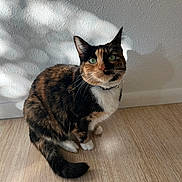 Peach joined the competition — help win amazing prizes! cat, calico_cat, pet, indoor, wooden_floor, white_wall, shadow, green_eyes, curious, collar, feline, sitting, domestic_animal, cute, whiskers, fur, tail, ears, portrait, animal