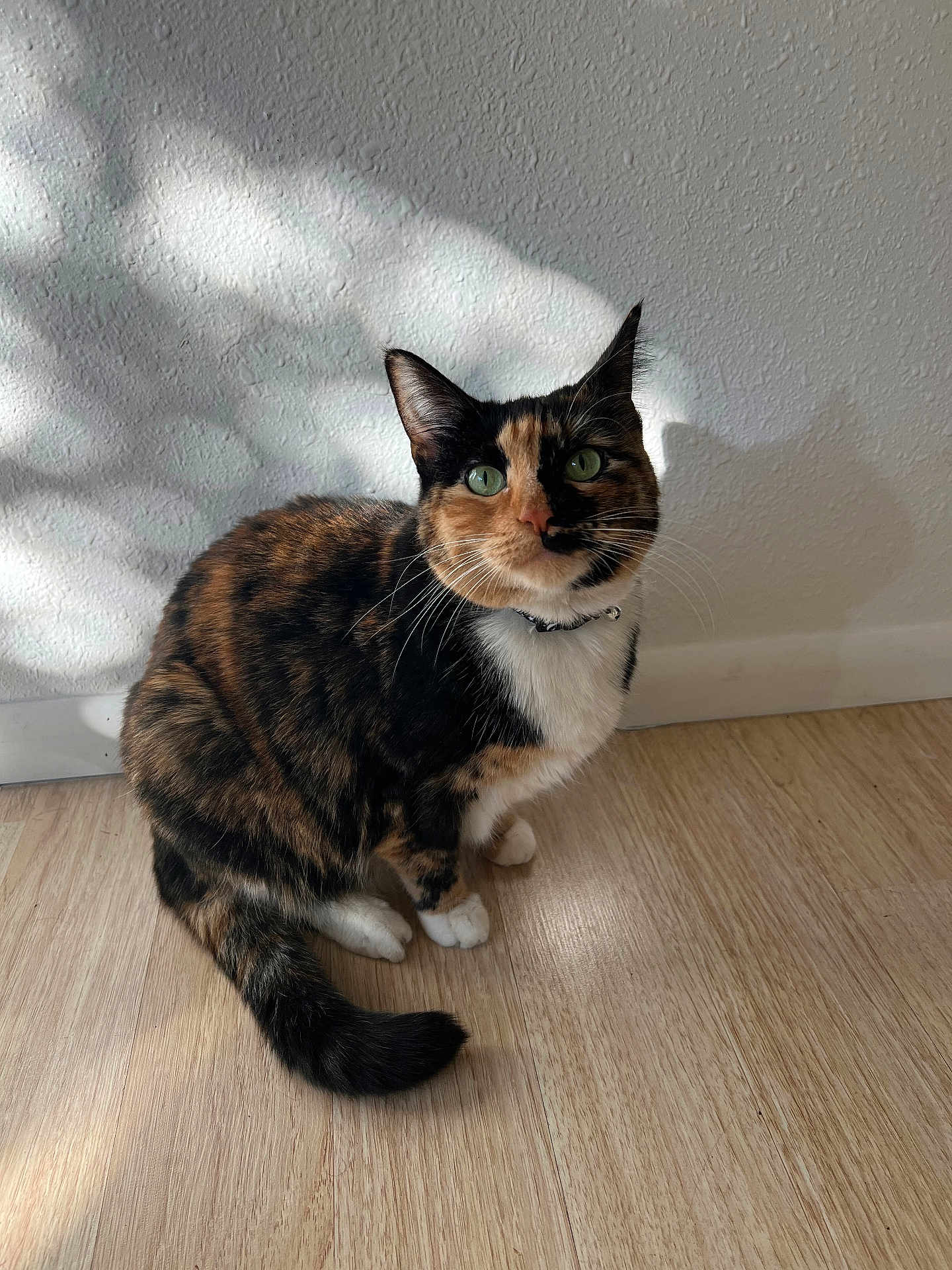 Peach joined the competition — help win amazing prizes! cat, calico_cat, pet, indoor, wooden_floor, white_wall, shadow, green_eyes, curious, collar, feline, sitting, domestic_animal, cute, whiskers, fur, tail, ears, portrait, animal