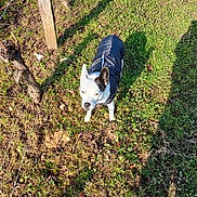 Willoow a rejoint le concours — aidez-le/la à gagner de superbes lots ! dog, black_jacket, grass, sunlight, outdoor, shadow, ear, pet, small_dog, nature, dirt, wooden_post, vine, animal, daylight, greenery, canine, standing, fur, sunny