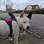 Willoow a rejoint le concours — aidez-le/la à gagner de superbes lots ! dog, harness, wooden_surface, outdoor, street, house, cloudy_sky, tree_branches, side_view, pet, walking, curious, white_fur, black_spot, quiet, daytime, suburban, pavement, ears, animal