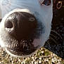Willoow a rejoint le concours — aidez-le/la à gagner de superbes lots ! dog, nose, close_up, snout, whiskers, fur, eye, outdoor, sunlight, nature, curious, pet, animal, texture, white_fur, black_nose, macro, daylight, gravel, background
