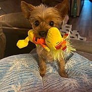 Button joined the competition — help win amazing prizes! dog, toy, plush_toy, small_dog, blanket, indoor, living_room, brown_dog, cute, pet, furry, animal, canine, ears, eyes, soft_toy, carpet, couch, home, floor