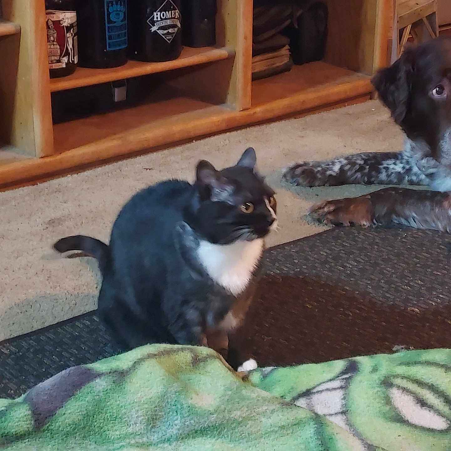 Eve is registered to the contest to win money with this photo: animal, black_and_white, blanket, bottle, brown, carpet, cat, companion, cozy, curious, dog, domestic, floor, furniture, indoor, pet, relaxed, spotted_dog, tuxedo_cat, wooden_shelf