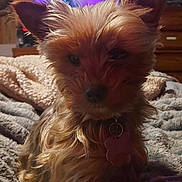 Crazymazy is registered to the contest to win money with this photo: animal, bedroom, blanket, close_up, collar, cozy, dim_light, dog, ears, face, fluffy, fur, furniture, indoor, pet, resting, small_dog, soft, tag, wood