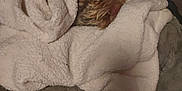 Crazymazy is registered to the contest to win money with this photo: animal, bed, blanket, brown, comfort, cozy, dog, fur, furry, hidden, indoor, pet, plush, resting, sleeping, small, snuggled, soft, warm, white