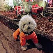 Chloe joined the competition — help win amazing prizes! dog, white_dog, curly_fur, orange_jacket, pet_clothing, outdoor, nighttime, holiday_lights, christmas_decorations, wrapped_presents, stone_ledge, mulch, plants, fence, festive, cute_pet, small_dog, canine, decor, winter_wear