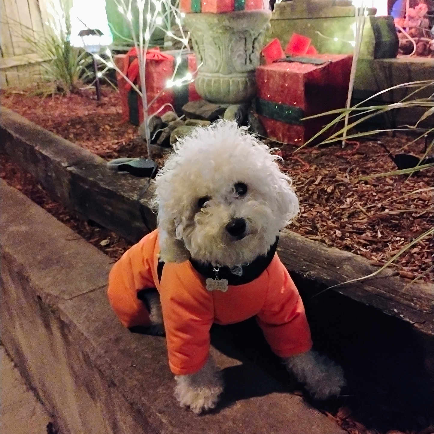 Chloe joined the competition — help win amazing prizes! canine, christmas_decorations, curly_fur, cute_pet, decor, dog, fence, festive, holiday_lights, mulch, nighttime, orange_jacket, outdoor, pet_clothing, plants, small_dog, stone_ledge, white_dog, winter_wear, wrapped_presents