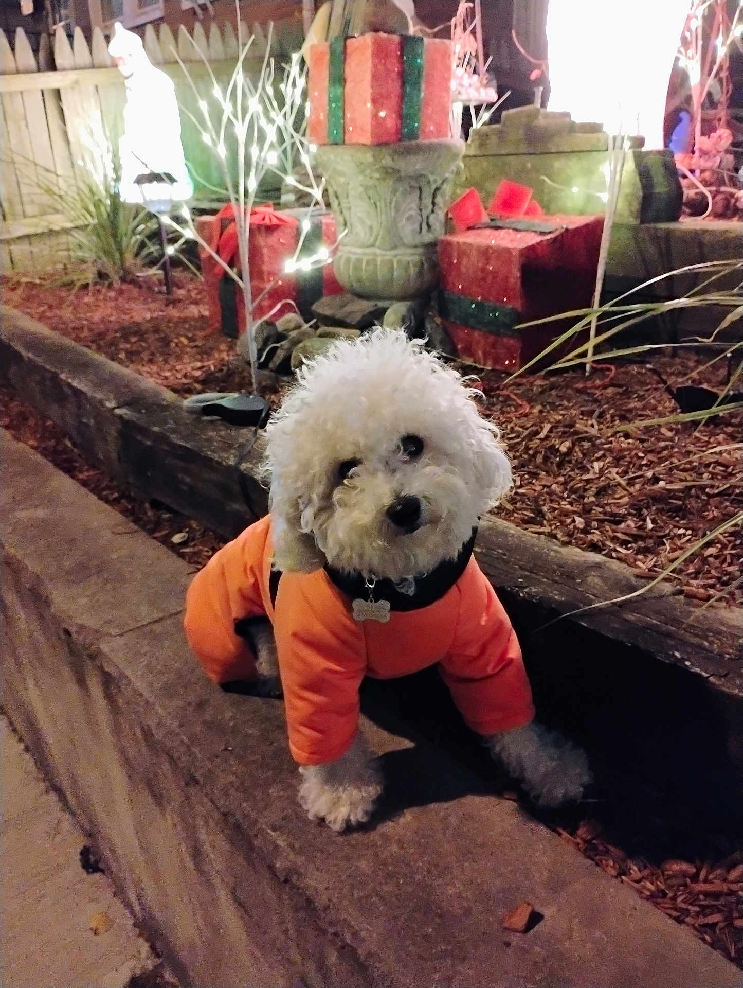 Chloe joined the competition — help win amazing prizes! dog, white_dog, curly_fur, orange_jacket, pet_clothing, outdoor, nighttime, holiday_lights, christmas_decorations, wrapped_presents, stone_ledge, mulch, plants, fence, festive, cute_pet, small_dog, canine, decor, winter_wear