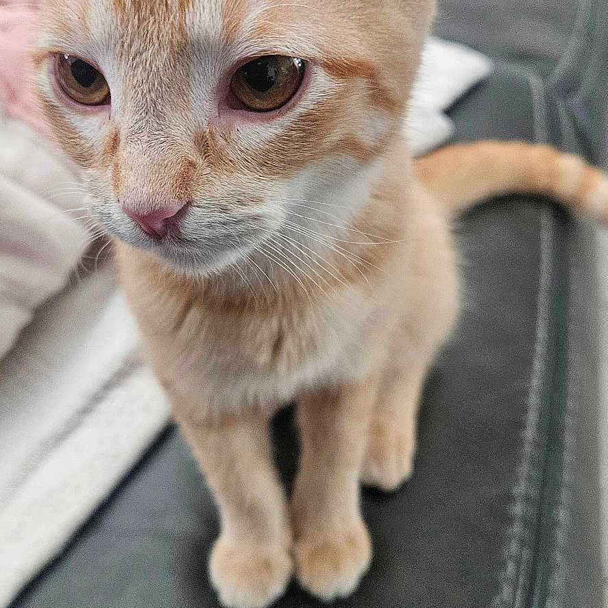 Sunny Armstrong is registered to the contest to win money with this photo: animal, blanket, cat, closeup, couch, curious, cute, ears, eyes, feline, fur, indoor, kitten, leather, nose, orange_tabby, paws, pet, tail, whiskers