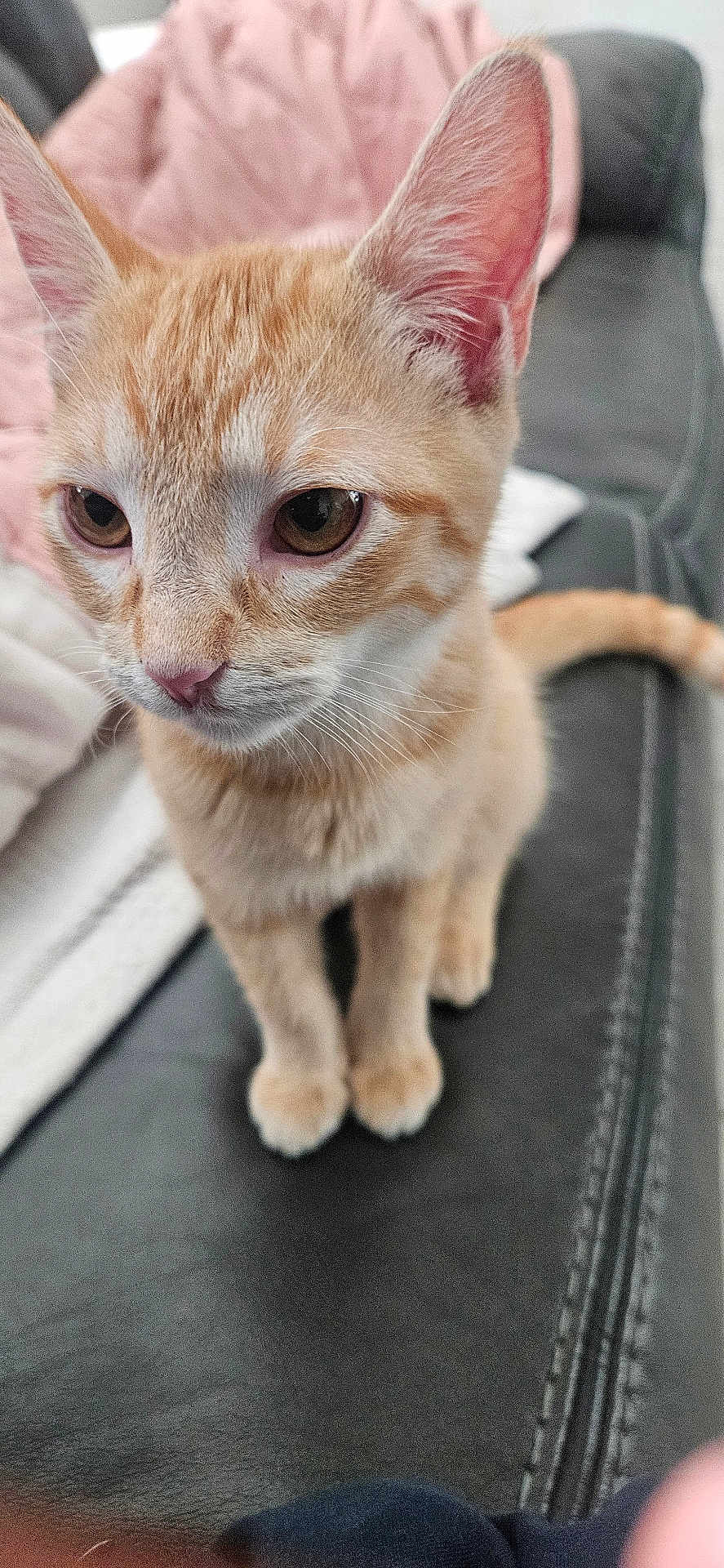 Sunny Armstrong is registered to the contest to win money with this photo: cat, kitten, orange_tabby, pet, animal, feline, ears, whiskers, fur, eyes, nose, paws, tail, indoor, blanket, couch, leather, closeup, cute, curious