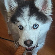 Maxwell Blue is registered to the contest to win money with this photo: husky, puppy, dog, blue_eyes, chew_toy, pet, animal, fur, close_up, indoor, wooden_floor, cute, canine, young_dog, playful, curious, whiskers, ears, nose, mouth